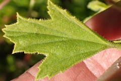 Pelargonium ribifolium