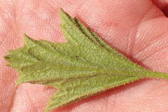 Pelargonium ribifolium