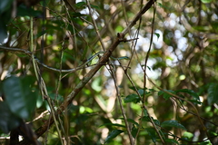 Dendrelaphis grandoculis