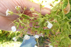 Pelargonium ribifolium