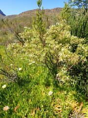Pelargonium ribifolium