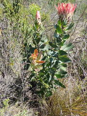 Protea eximia