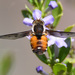 African Needlenose Fly - Photo (c) Marie Delport, some rights reserved (CC BY-NC), uploaded by Marie Delport