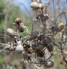 Stegodyphus dumicola