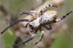 Stegodyphus dumicola