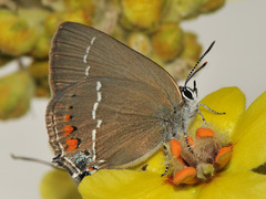 Satyrium spini