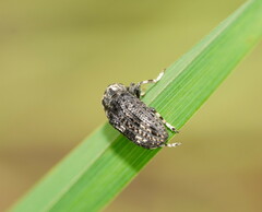 Taburnus tessellatus