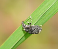 Taburnus tessellatus