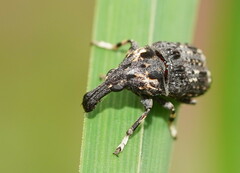 Taburnus tessellatus