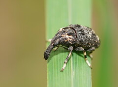 Taburnus tessellatus