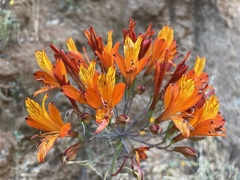 Alstroemeria ligtu simsii