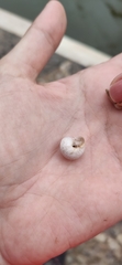 Sphincterochila