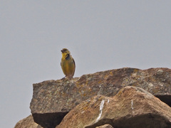 Crithagra symonsi