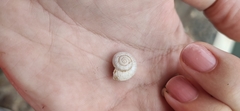 Sphincterochila