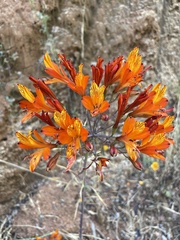 Alstroemeria ligtu simsii
