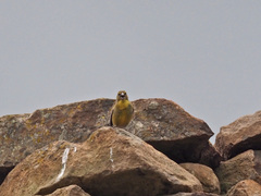Crithagra symonsi