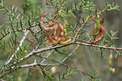 Acacia genistifolia