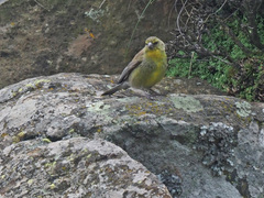 Crithagra symonsi