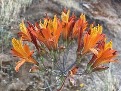 Alstroemeria ligtu simsii