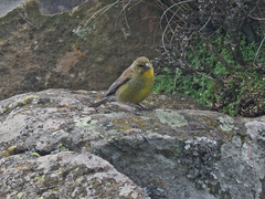 Crithagra symonsi