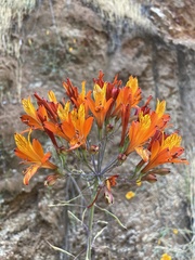 Alstroemeria ligtu simsii