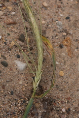 Hordeum distichon