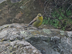 Crithagra symonsi