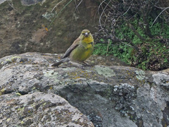 Crithagra symonsi
