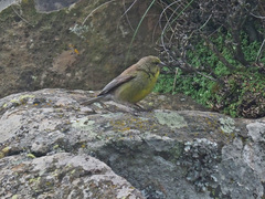 Crithagra symonsi