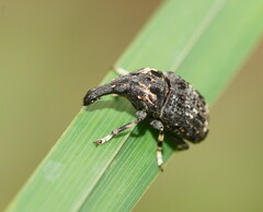 Taburnus tessellatus