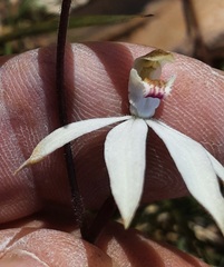 Caladenia dimorpha