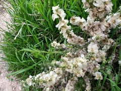 Salsola oppositifolia