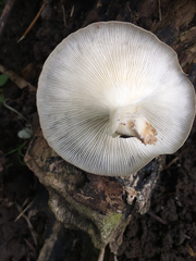 Lentinus