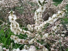 Salsola oppositifolia