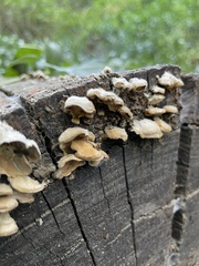 Fungi