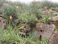Kniphofia caulescens