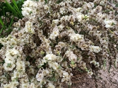 Salsola oppositifolia