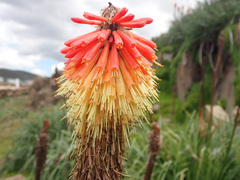 Kniphofia caulescens