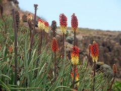 Kniphofia caulescens