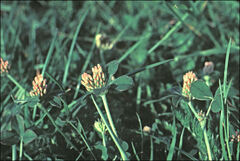 Trifolium striatum