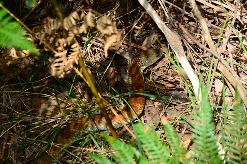 Eastern Tiger Snake sighting