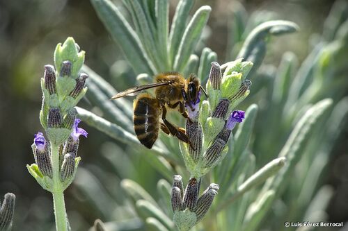 Honey Bees (Genus Apis) · iNaturalist, &honey 