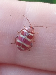 Asphaera quadrifasciata