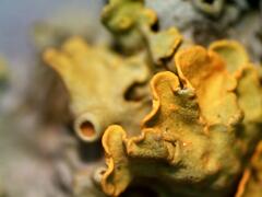 Xanthoria parietina