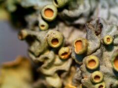 Xanthoria parietina