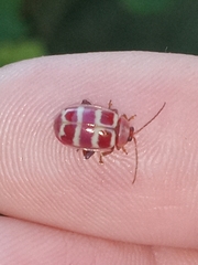 Asphaera quadrifasciata