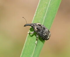 Taburnus tessellatus