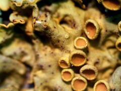 Xanthoria parietina