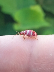 Asphaera quadrifasciata