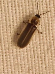 Photinus